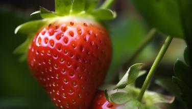 Гриль от «А» до «Я» в «Причале»